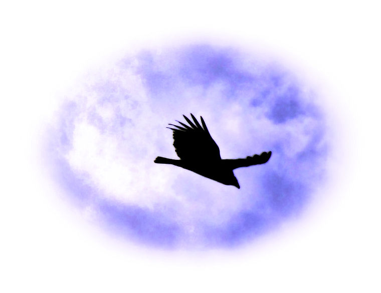 Flying High